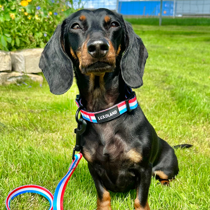 “Grand Doggy of Luxembourg” - Collar