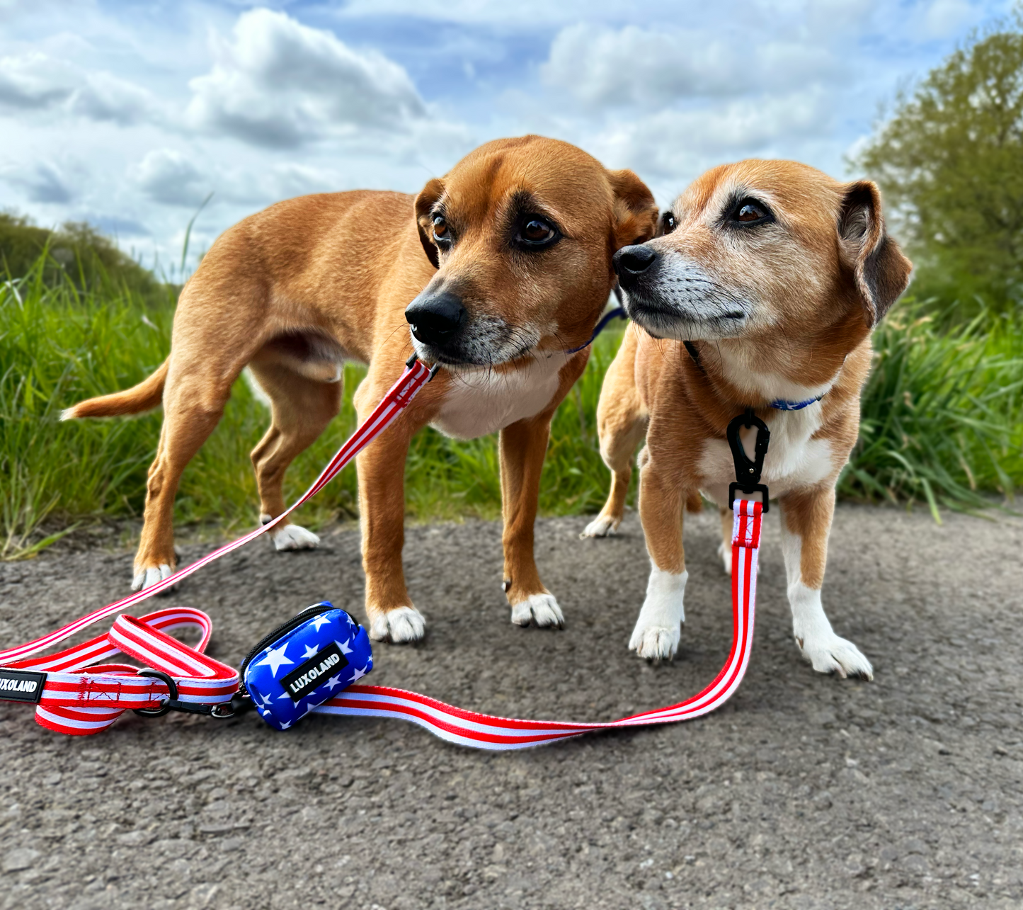 “‘Merica!" - COMPLETE SET